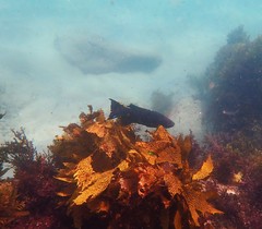 Olisthops cyanomelas