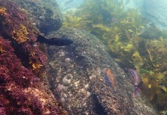 Olisthops cyanomelas