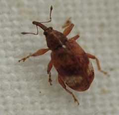 Anthonomus pedicularius