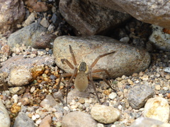 Dolomedes aquaticus