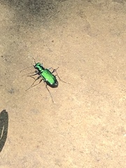 Cicindela sexguttata
