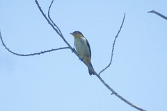 Hemithraupis flavicollis