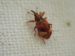 Anthonomus pedicularius