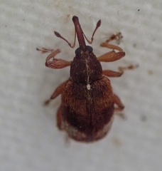 Anthonomus pedicularius