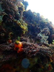 Pyura gibbosa
