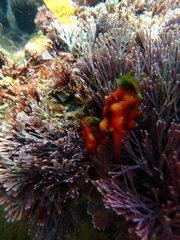 Pyura gibbosa