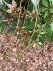 Parthenocissus