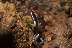 Epipedobates boulengeri