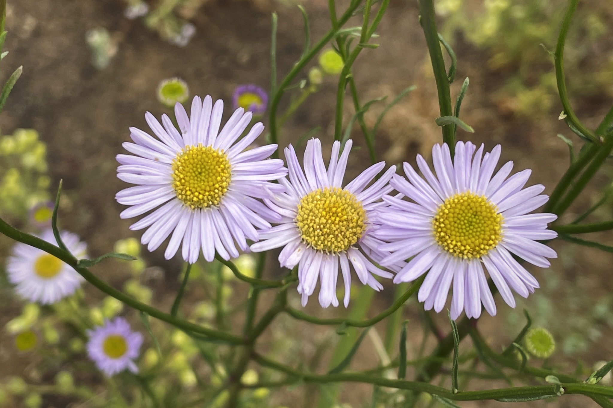 Erigeron foliosus