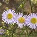 Leafy Fleabane - Photo (c) Madeleine Claire, some rights reserved (CC BY), uploaded by Madeleine Claire