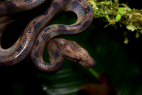 Ecuadorian Annulated Tree Boa