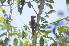 Dryobates maculifrons