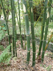 Bambusa dolichoclada