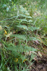 Hypolepis rufobarbata