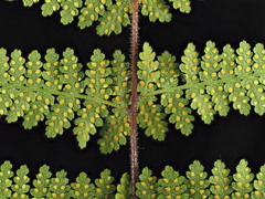 Hypolepis rufobarbata