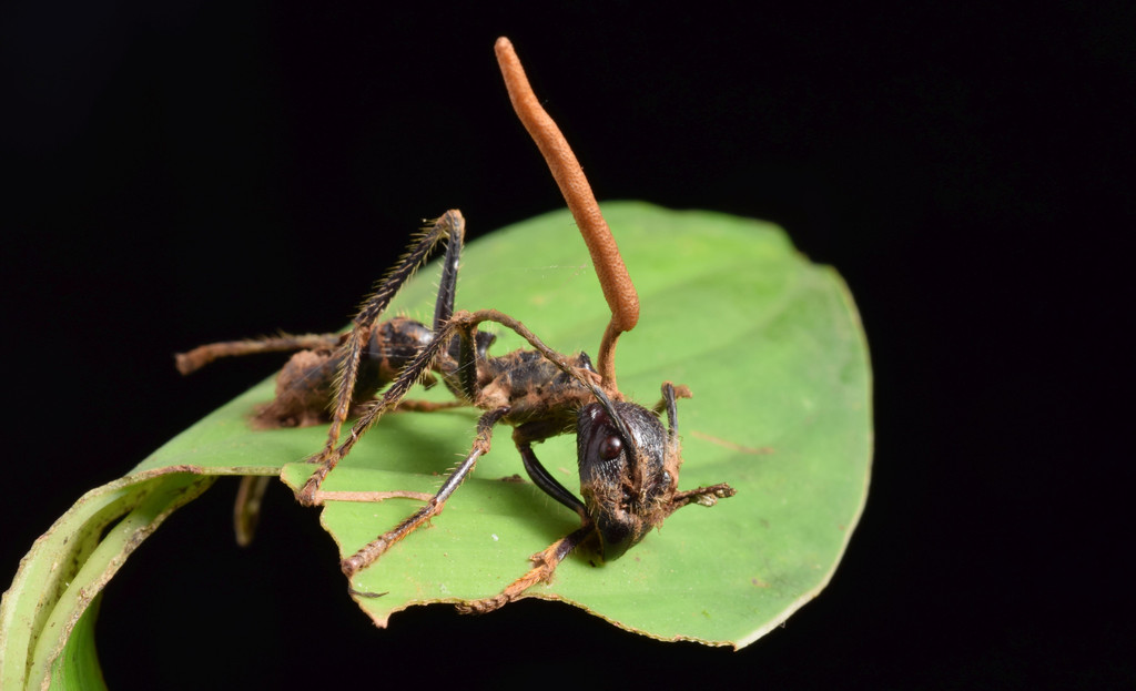 Ophiocordyceps ponerinarum