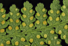 Hypolepis rufobarbata