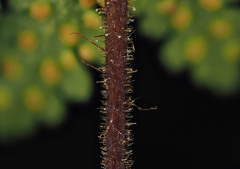 Hypolepis rufobarbata