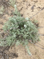 Artemisia pycnocephala