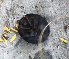 Polyphaga aegyptiaca