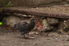 Columba livia