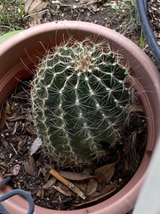 Hamatocactus