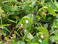 Phaulopsis imbricata