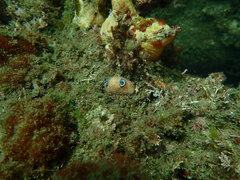 Polycarpa pigmentata