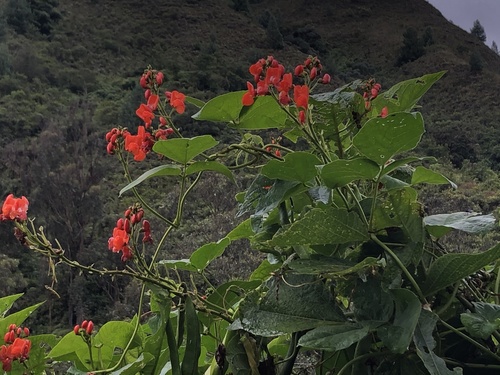 Phaseolus coccineus image