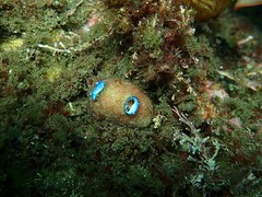 Polycarpa pigmentata