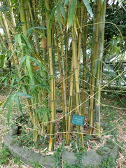 Bambusa dolichoclada