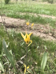 Tulipa sylvestris