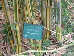 Bambusa dolichoclada