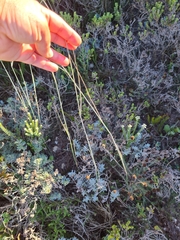 Ehrharta villosa