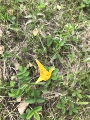 Tulipa sylvestris