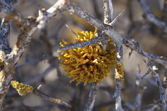 Dufourea flammea