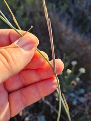 Ehrharta villosa