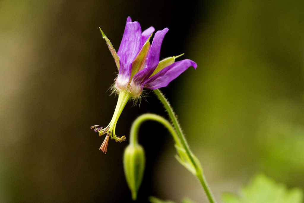 Geranium dodecatheoides (Geranium dodecatheoides)