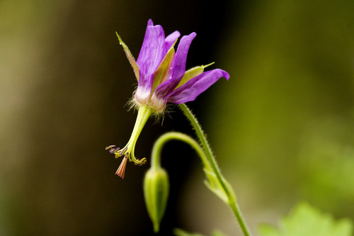 Shootingstar Geranium (Geranium dodecatheoides)
