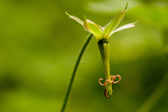 Geranium dodecatheoides