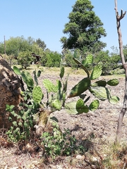 Opuntia