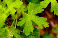 Geranium dodecatheoides