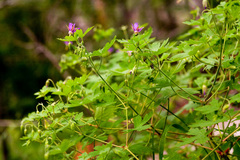 Geranium dodecatheoides