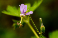 Geranium dodecatheoides