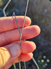 Ehrharta villosa