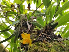 Lycaste