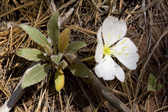 Oenothera cespitosa cespitosa