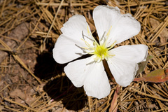 Oenothera cespitosa cespitosa