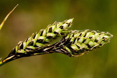 Carex bella