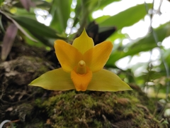Lycaste